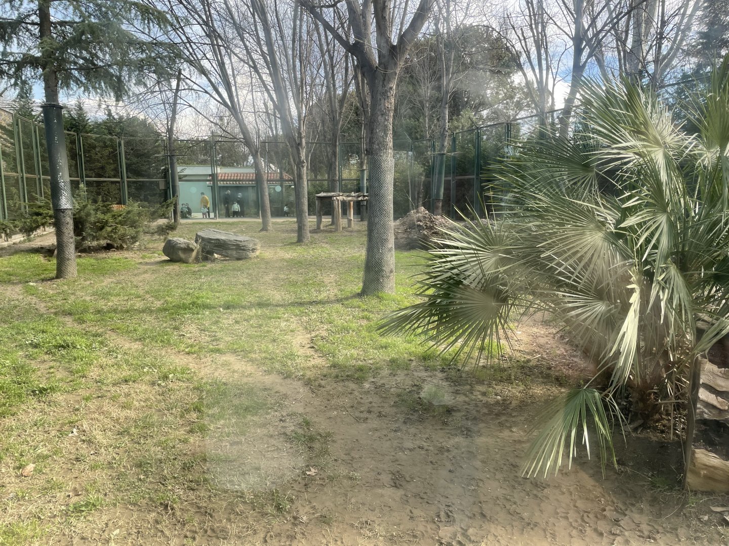 Siberian tiger enclosure