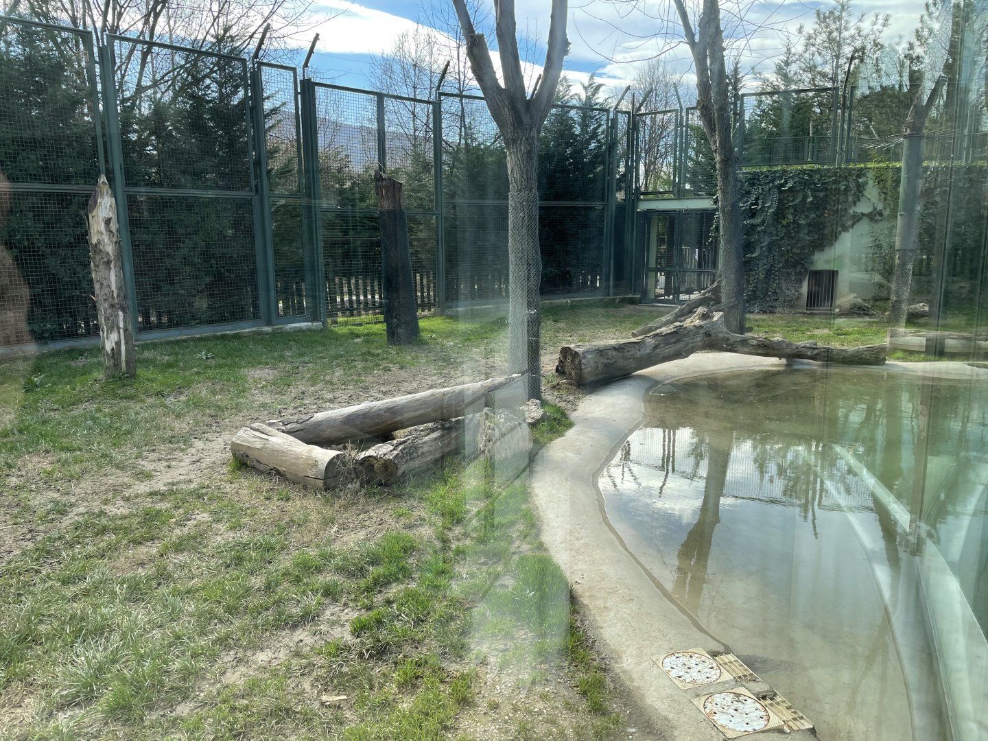 Siberian tiger enclosure