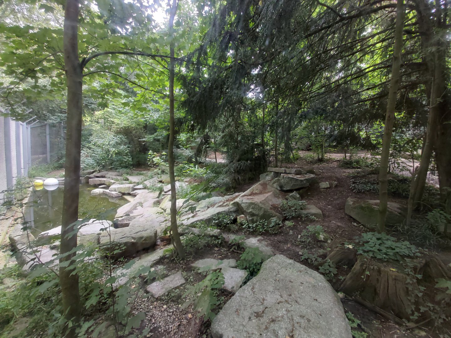 Siberian tiger enclosure