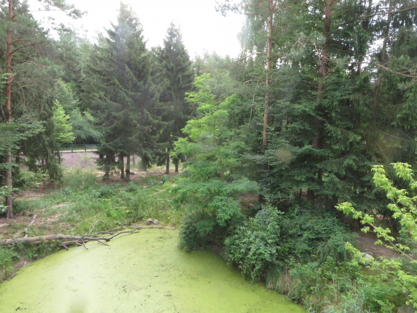 Siberian tiger enclosure