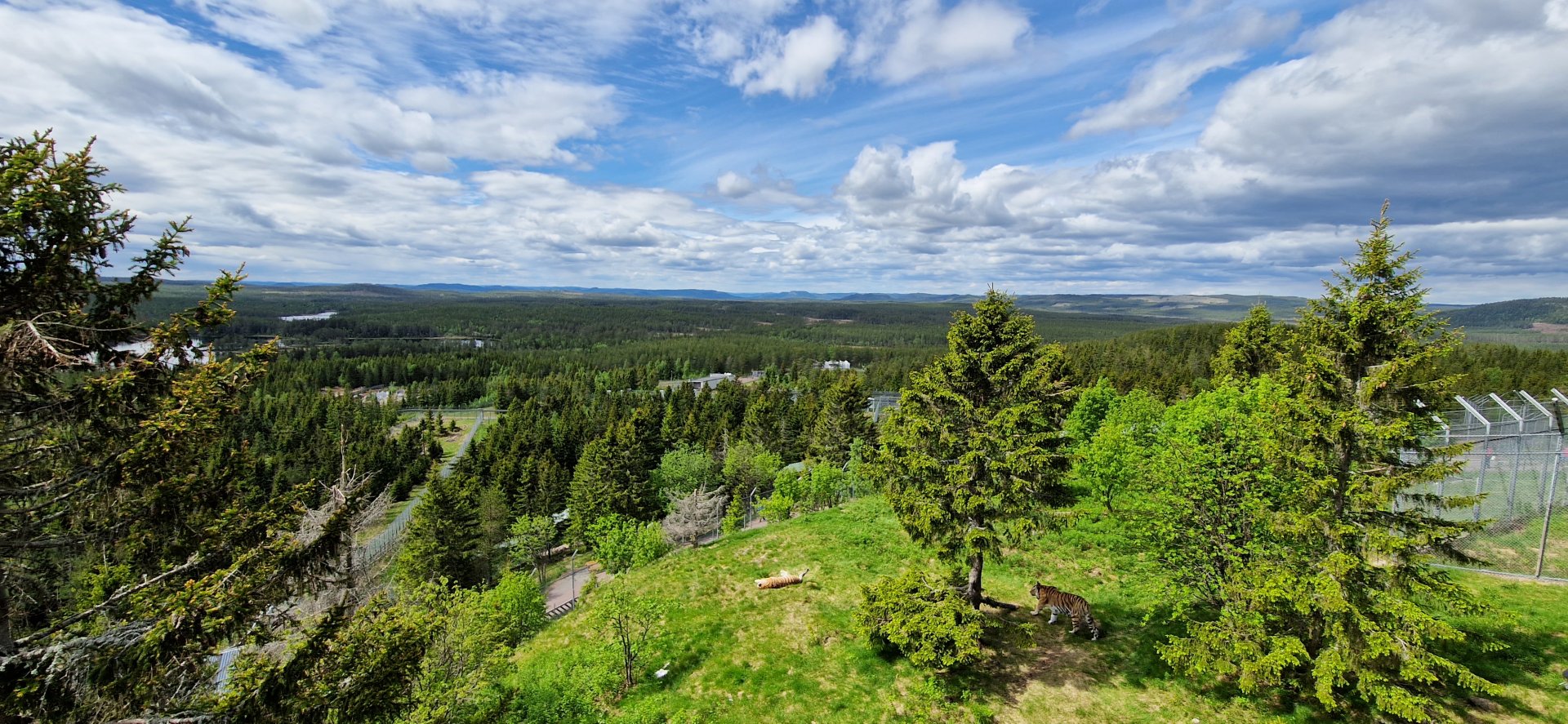 Siberian Tiger enclosure