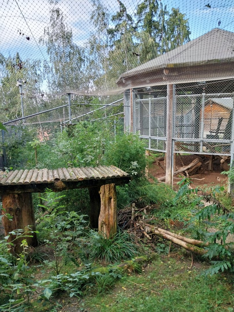 Siberian tiger enclosure