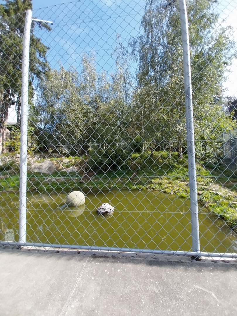 Siberian tiger enclosure