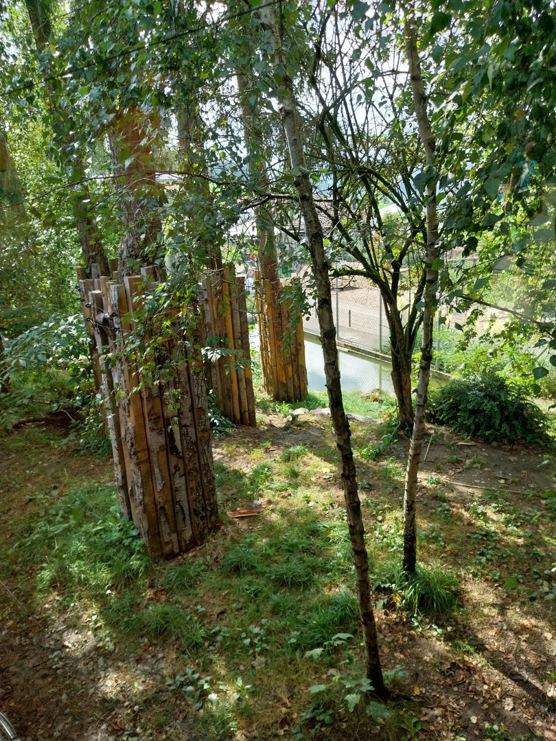 Siberian tiger enclosure