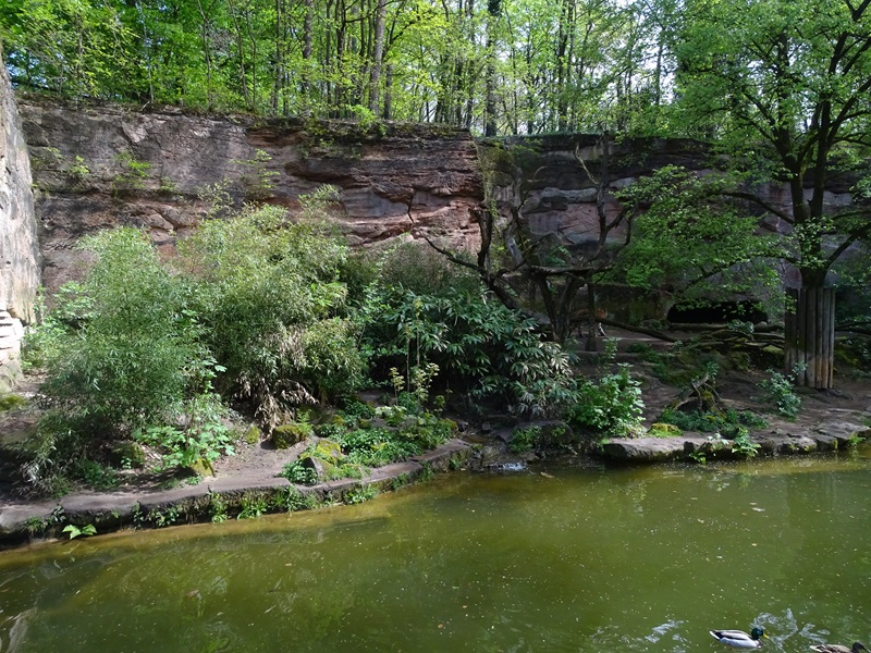 Siberian tiger enclosure