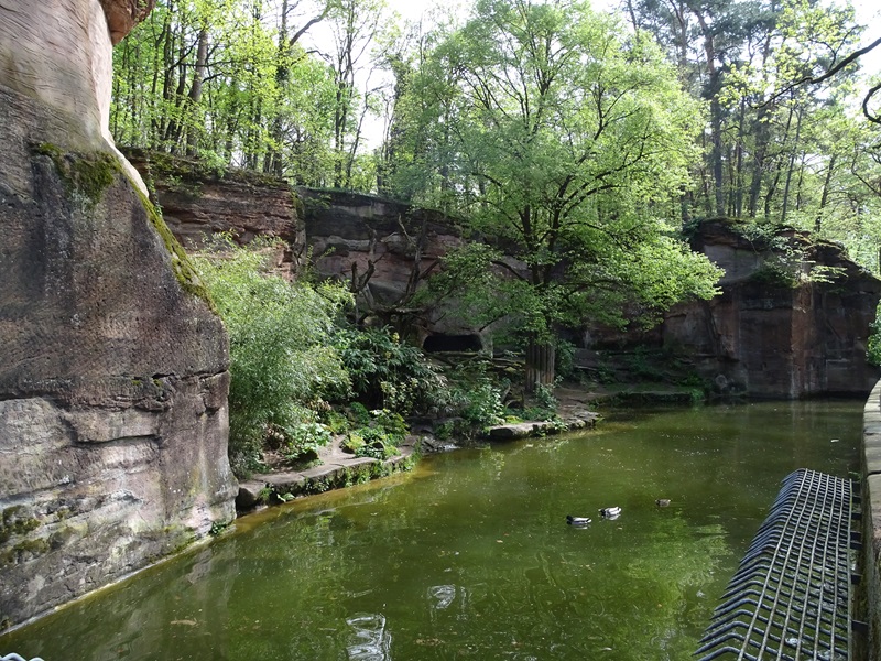 Siberian tiger enclosure