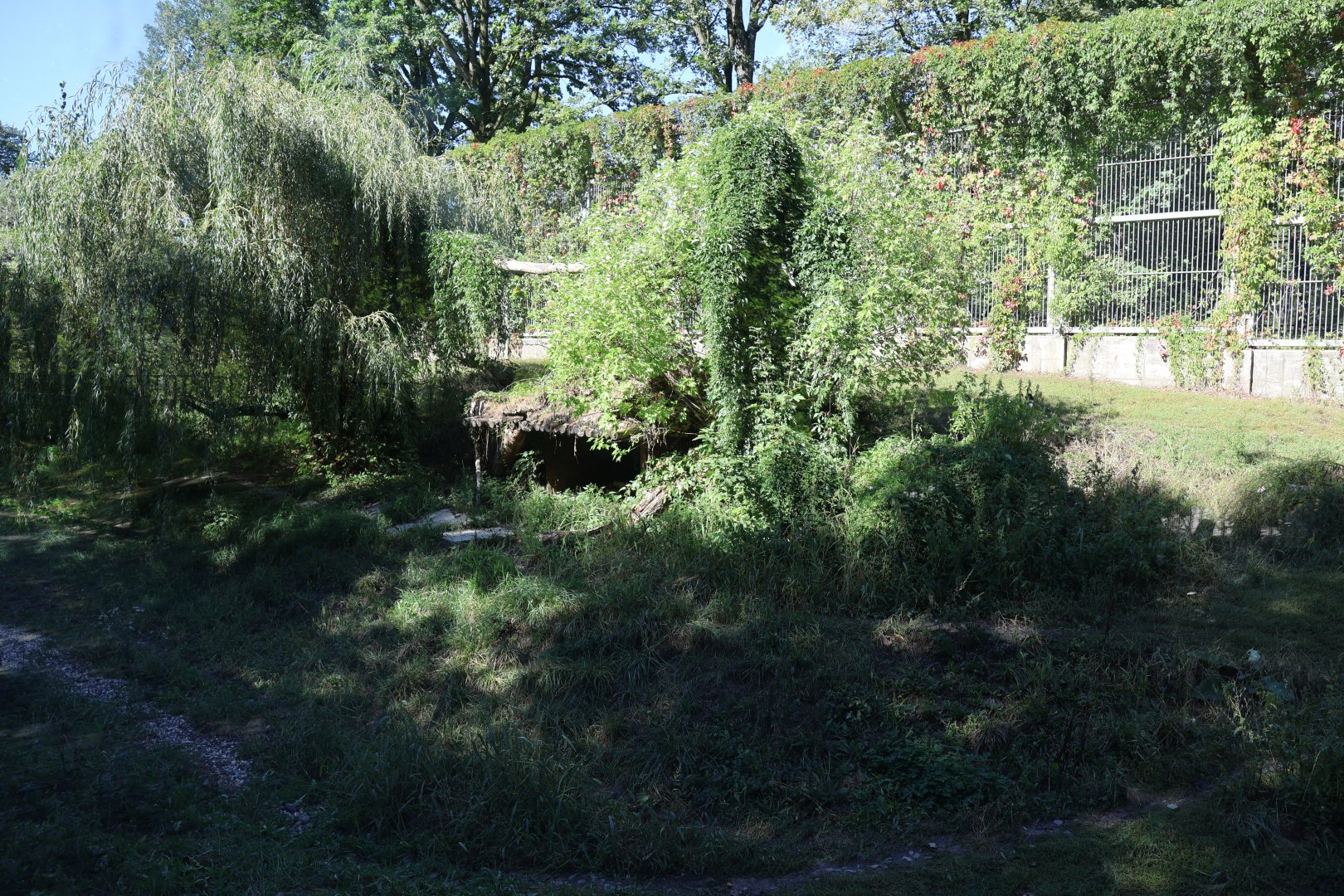 Siberian Tiger enclosure