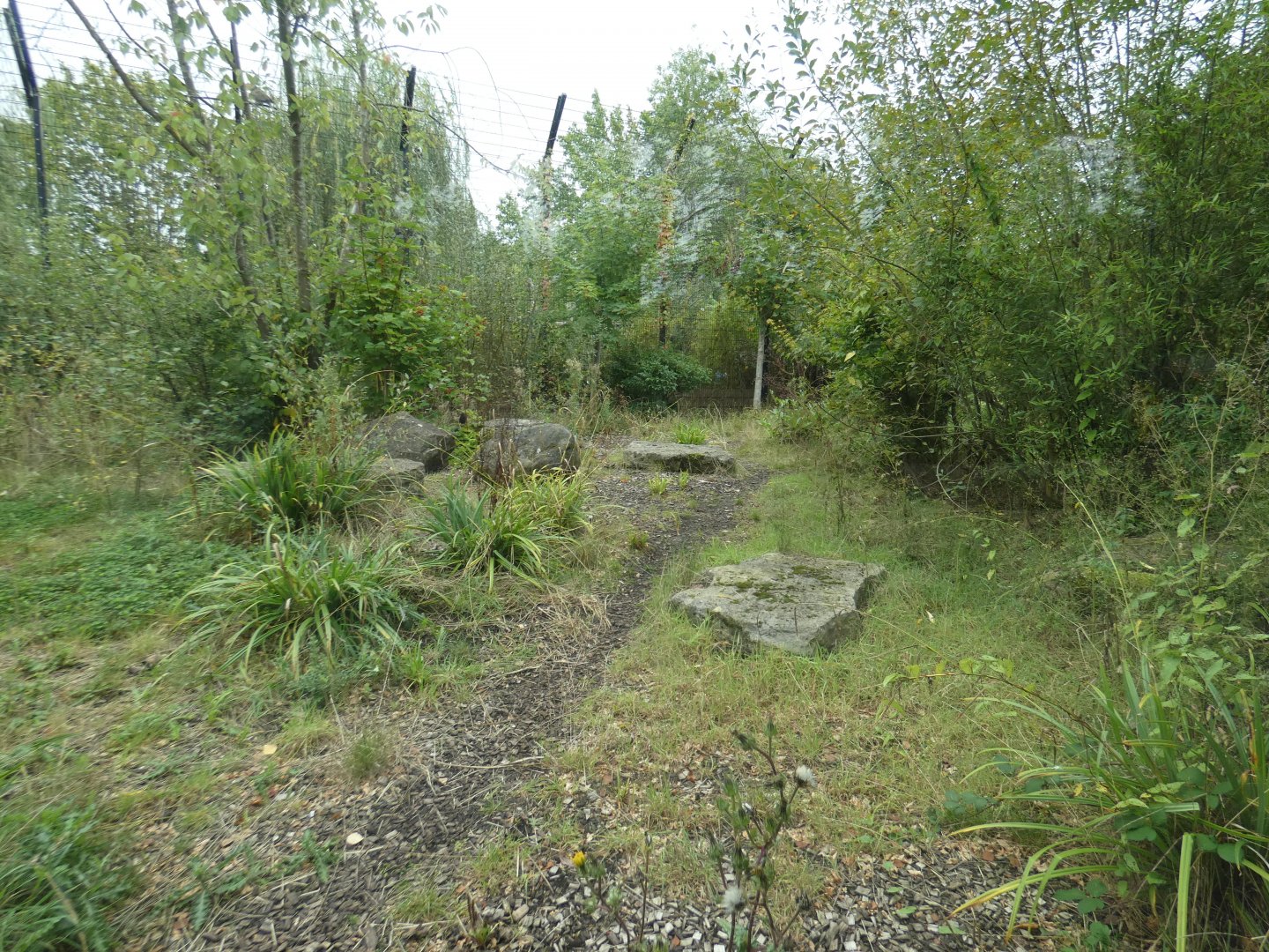 Siberian tiger enclosure