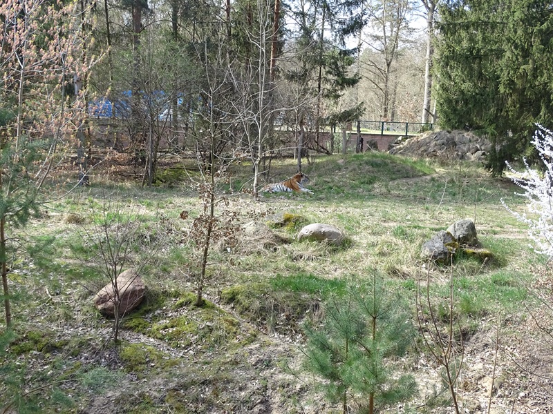 Siberian tiger enclosure