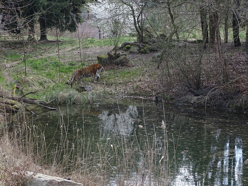 Siberian tiger enclosure