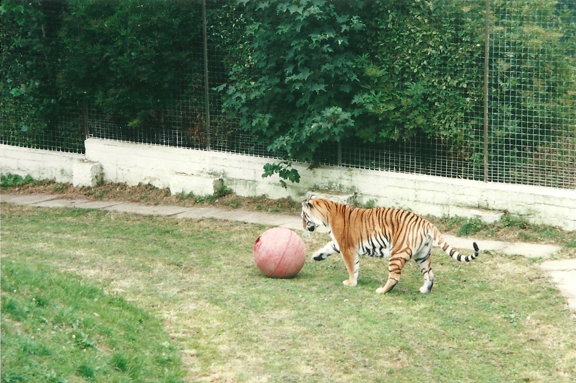 Siberian Tiger enrichment 22nd July 2000