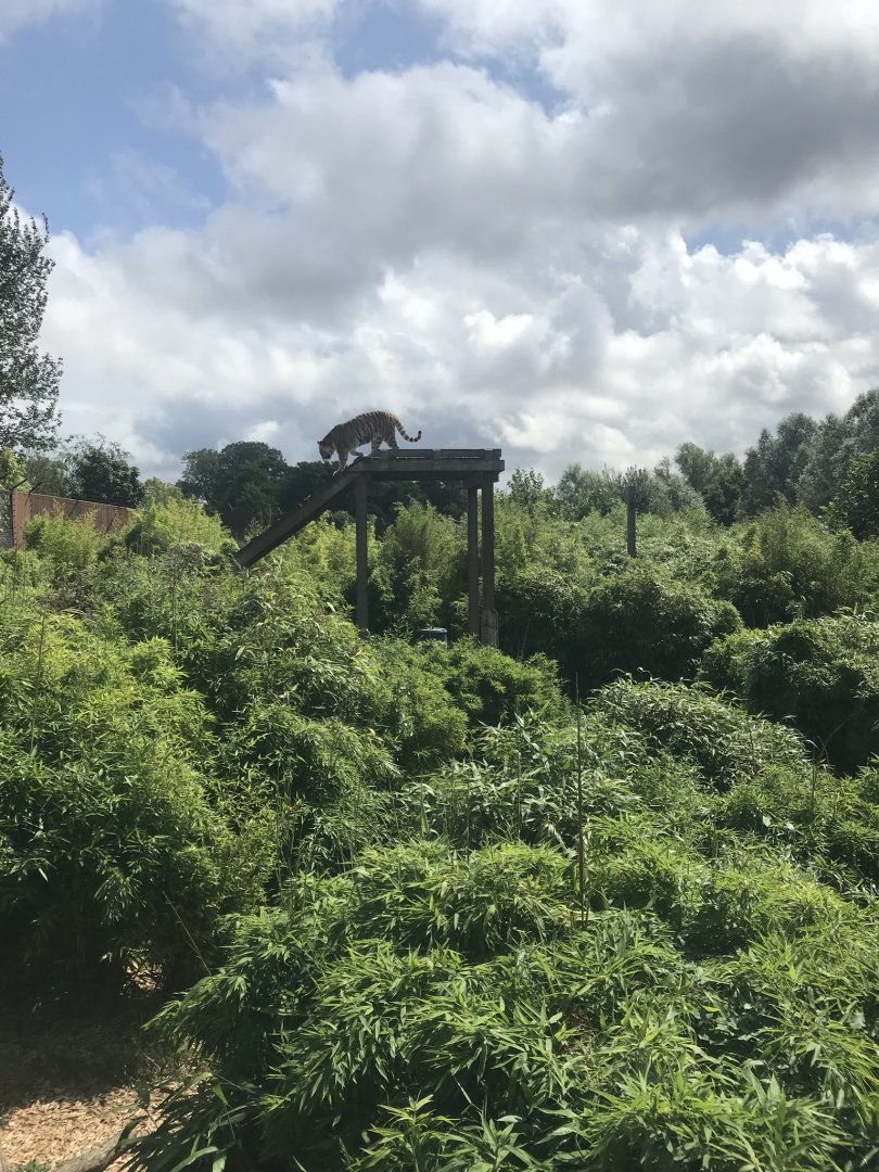 Siberian tiger exhibit 050819