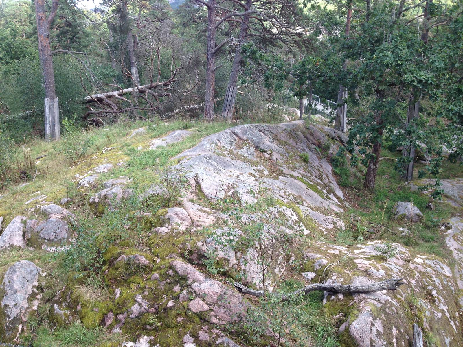 Siberian tiger exhibit #1