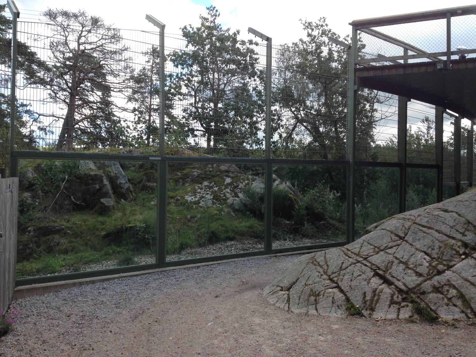 Siberian tiger exhibit #1