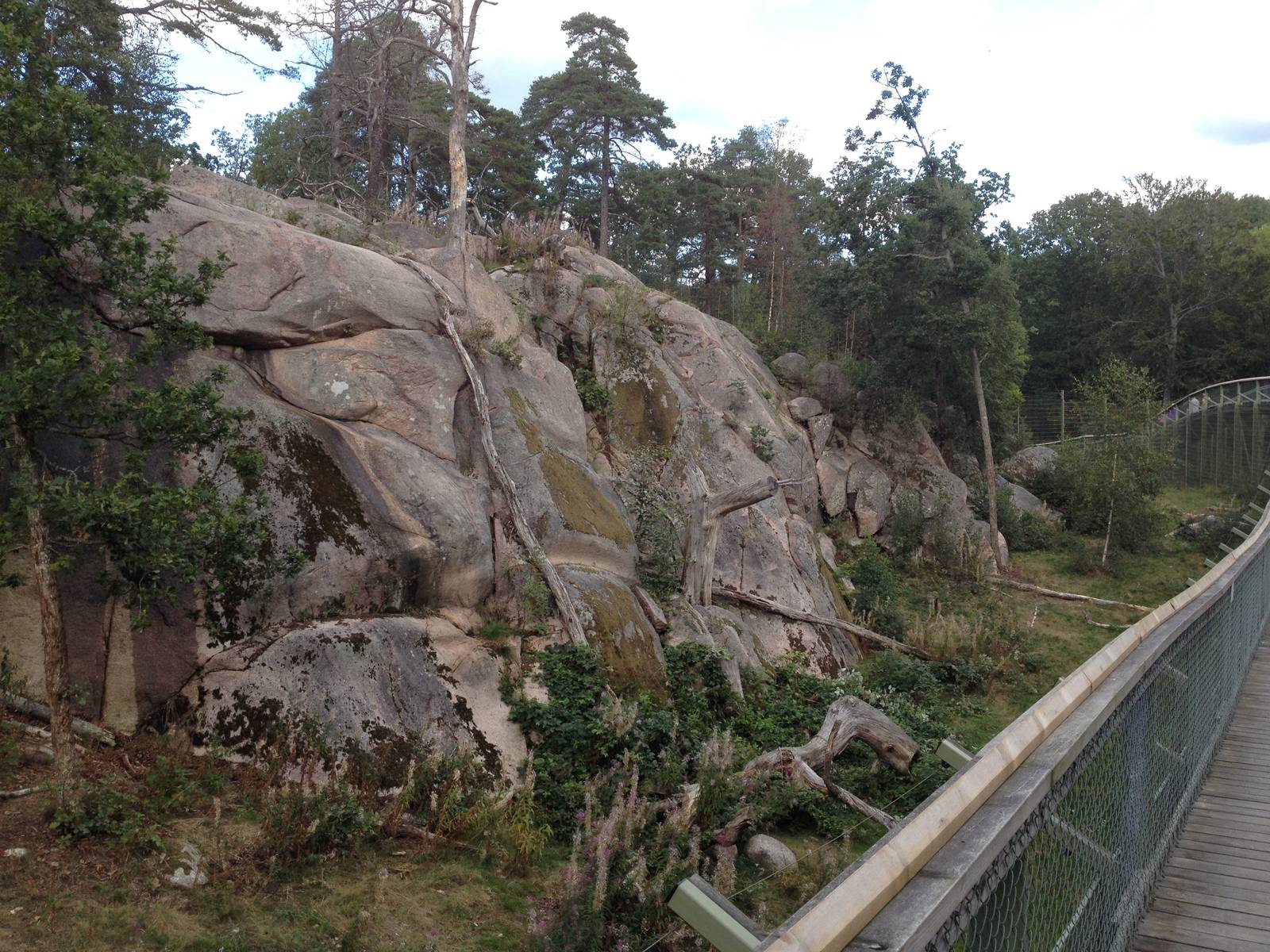 Siberian tiger exhibit #1