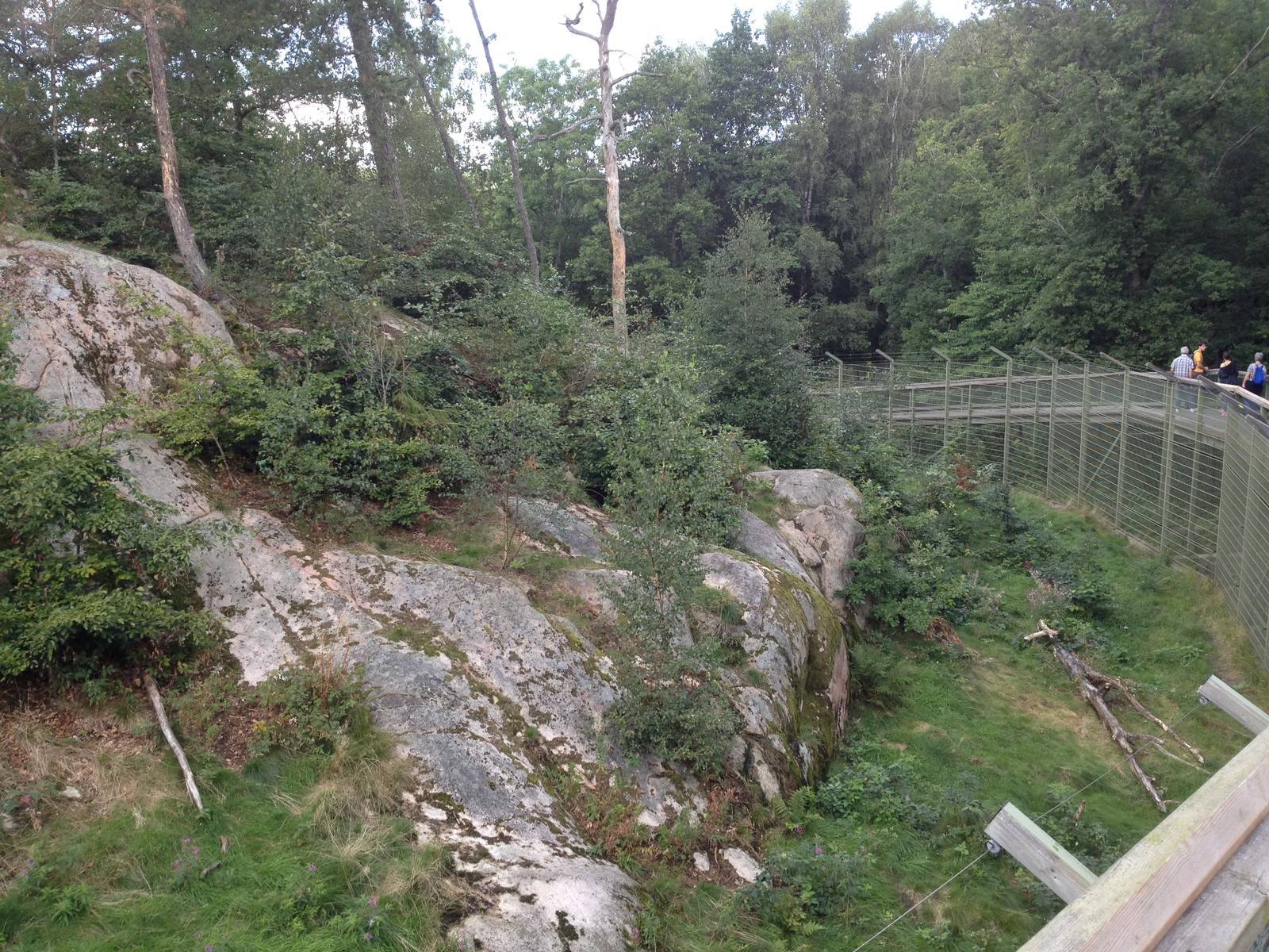 Siberian tiger exhibit #2