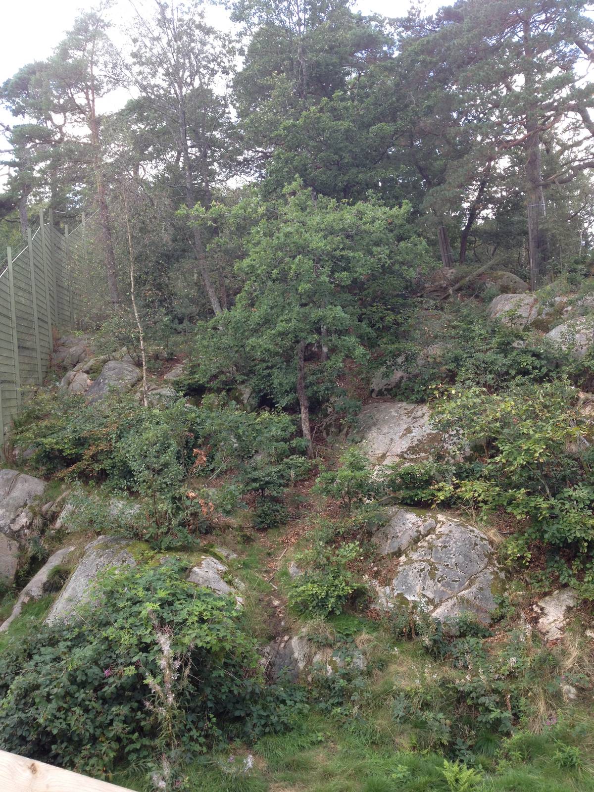 Siberian tiger exhibit #2