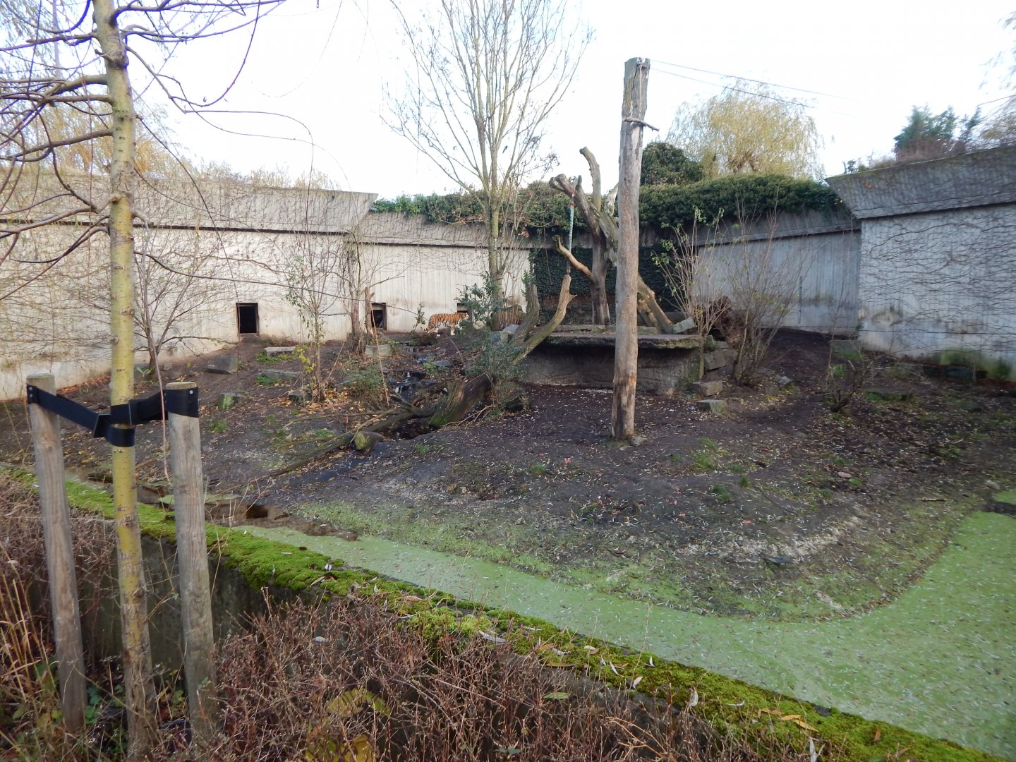 Siberian tiger exhibit 261124