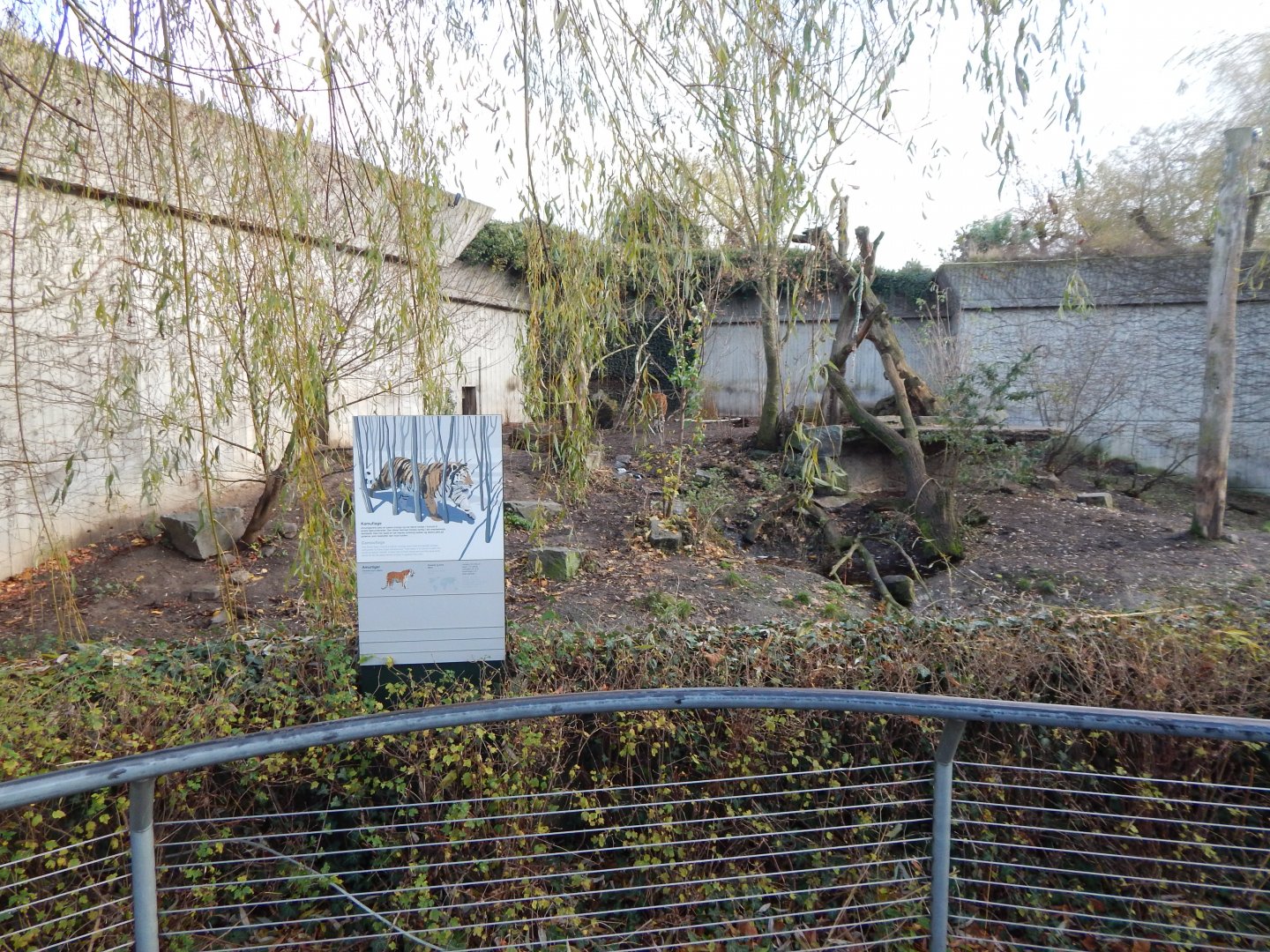 Siberian tiger exhibit 261124