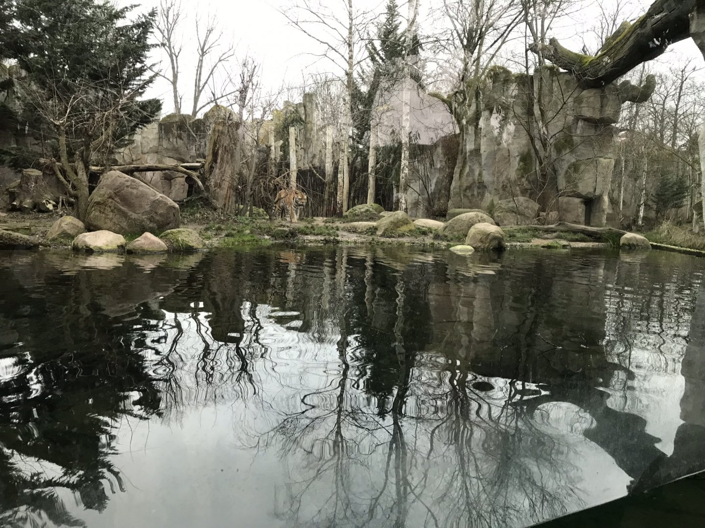 Siberian tiger exhibit 280118