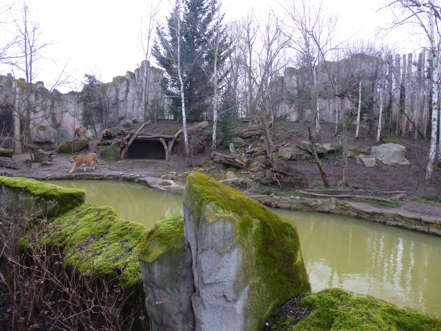 Siberian tiger exhibit 280118