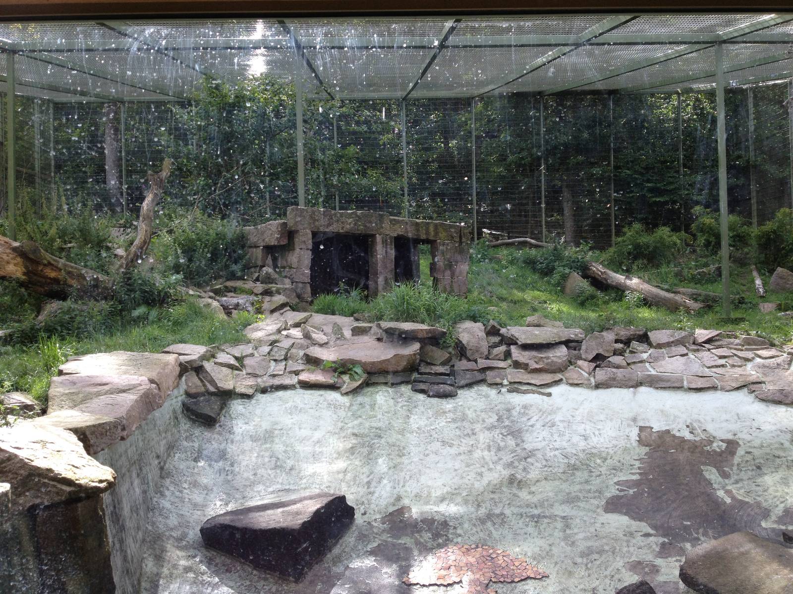 Siberian tiger exhibit #3