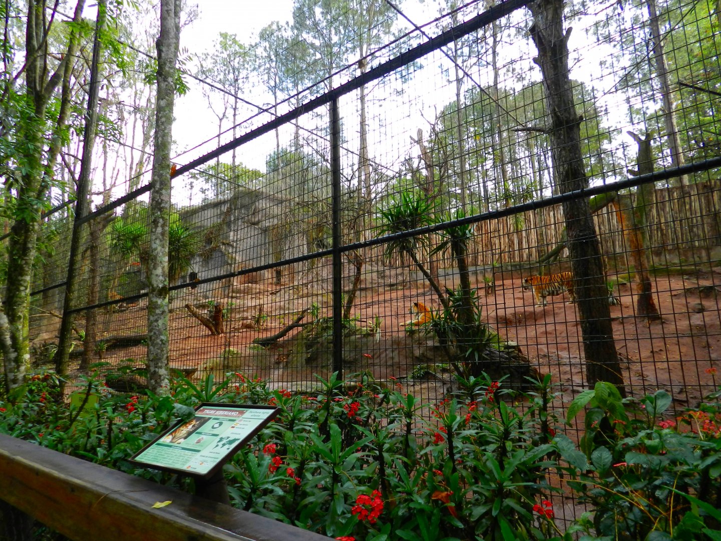 Siberian tiger exhibit - Zooparque Itatiba