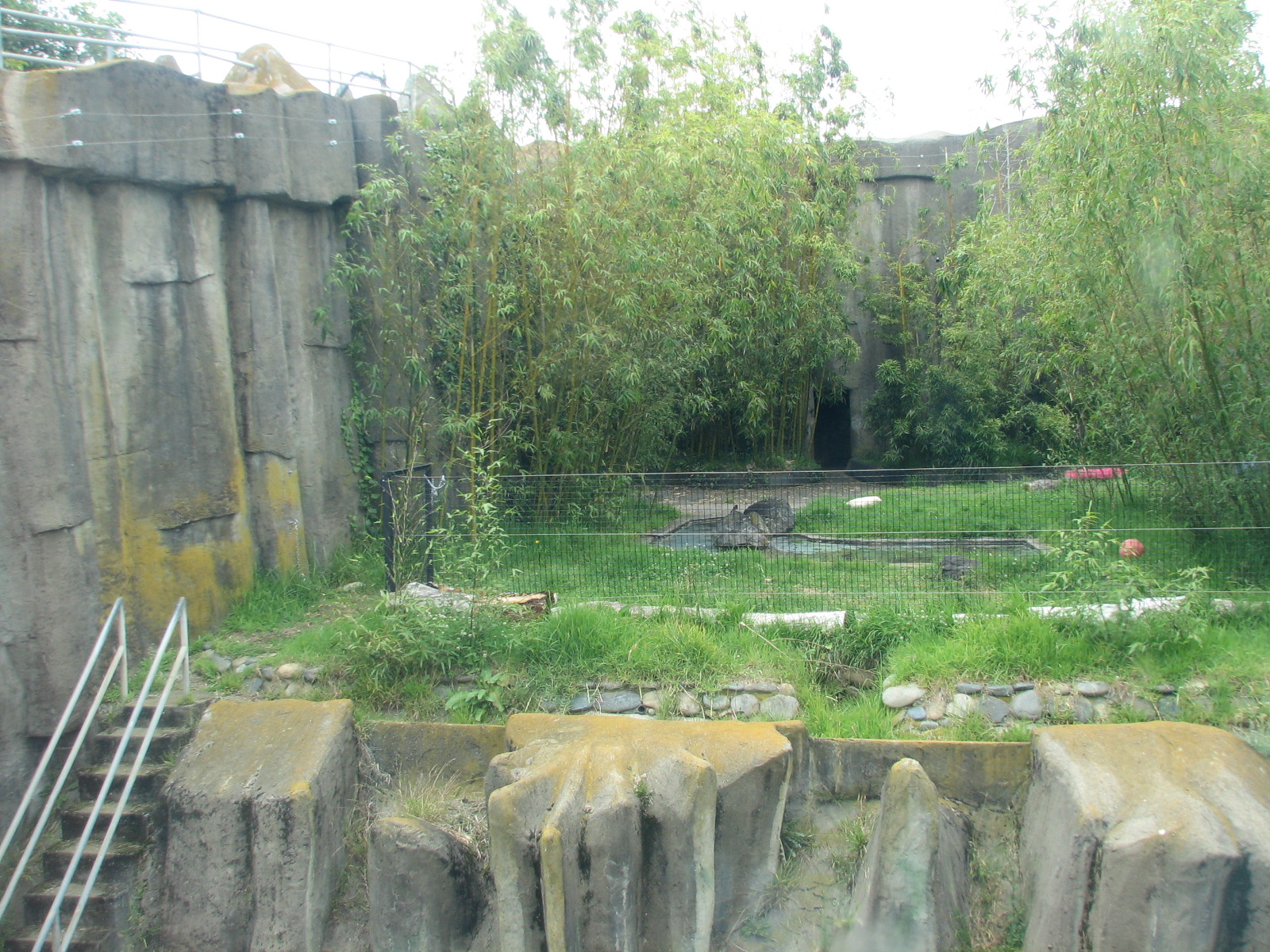 Siberian Tiger Exhibit