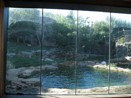 siberian tiger exhibit