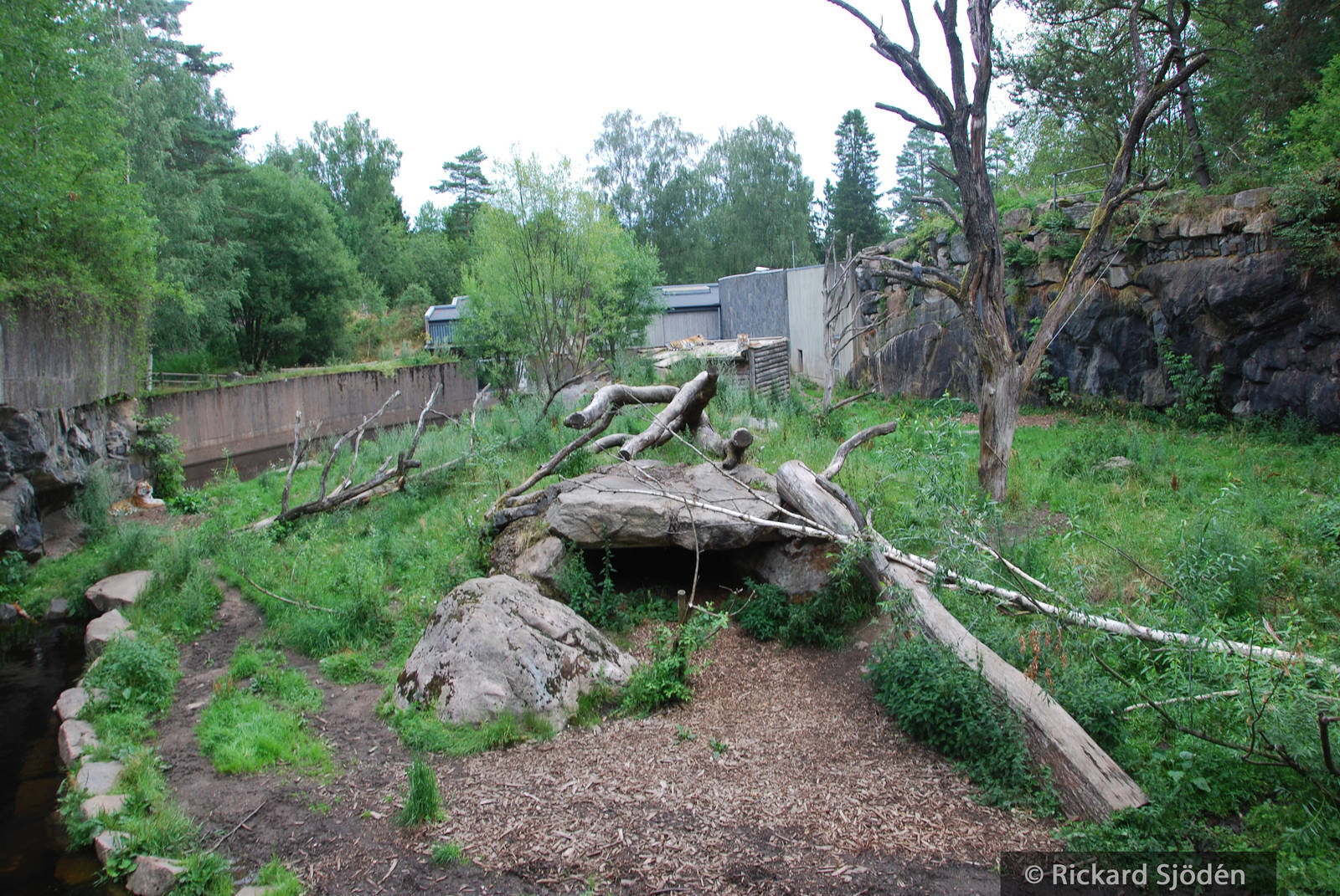Siberian tiger exhibit