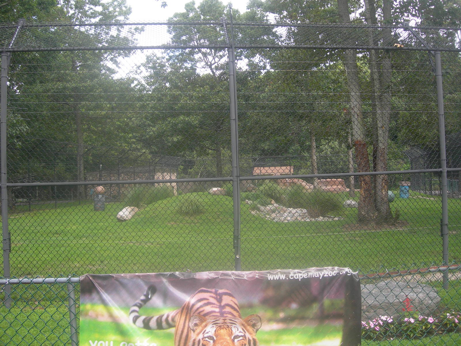 Siberian Tiger Exhibit