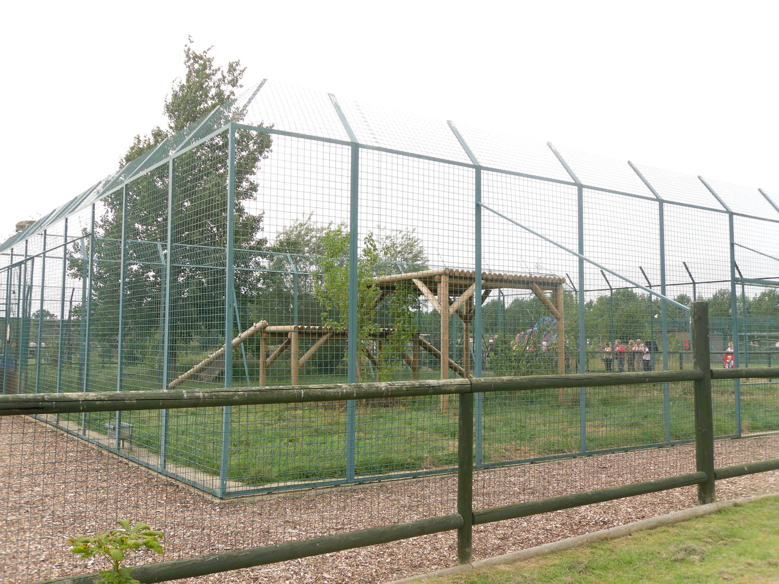 Siberian Tiger Exhibit