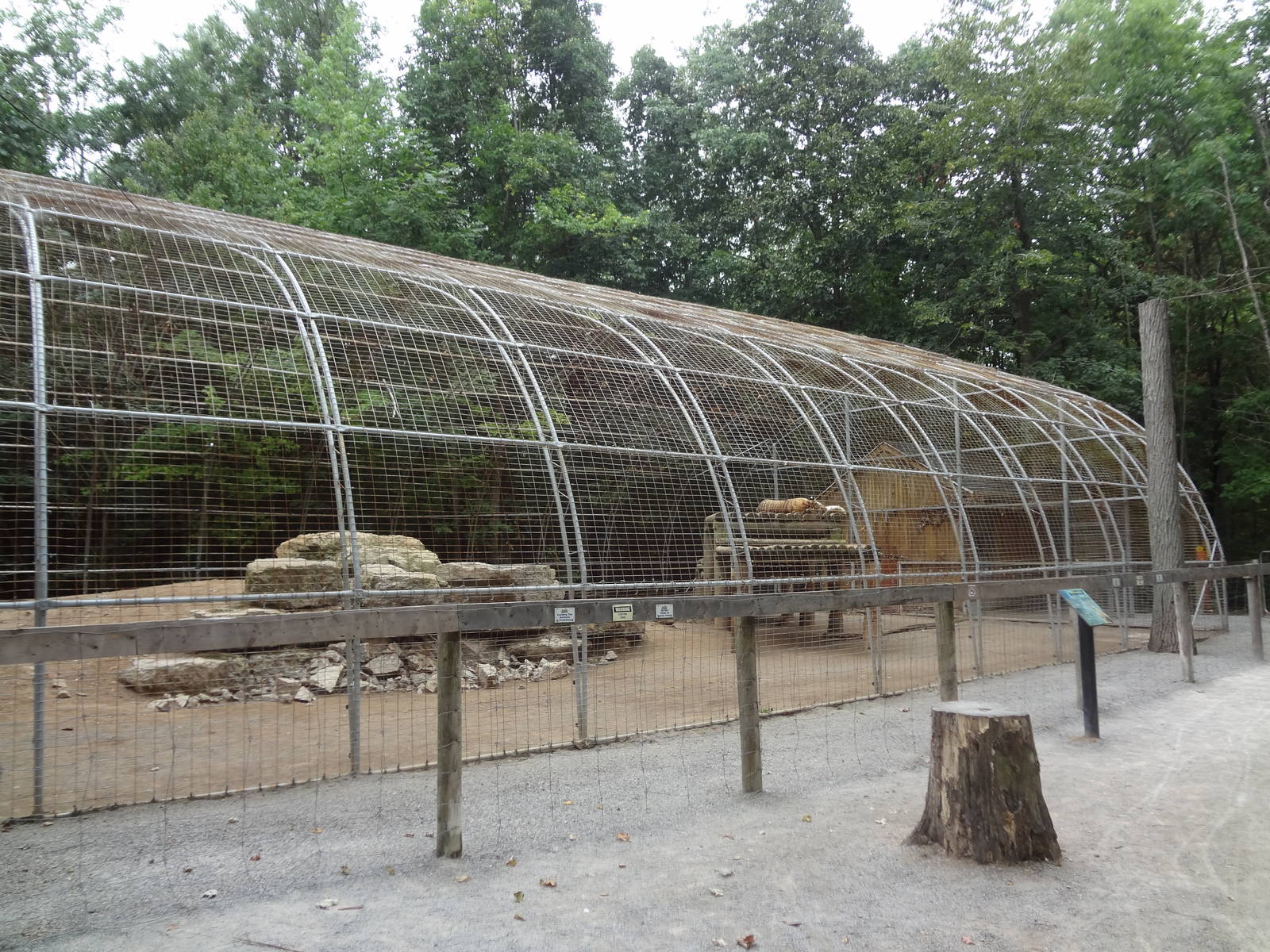 Siberian Tiger exhibit