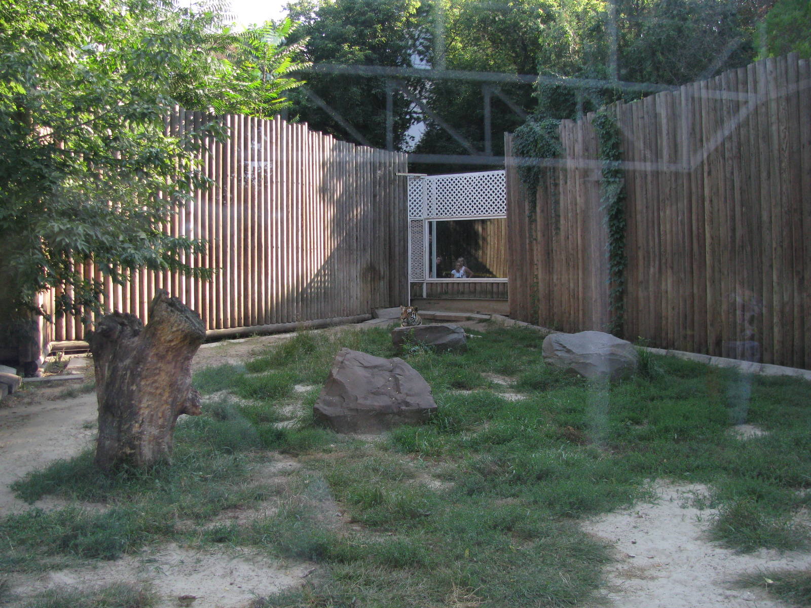 Siberian tiger exhibit