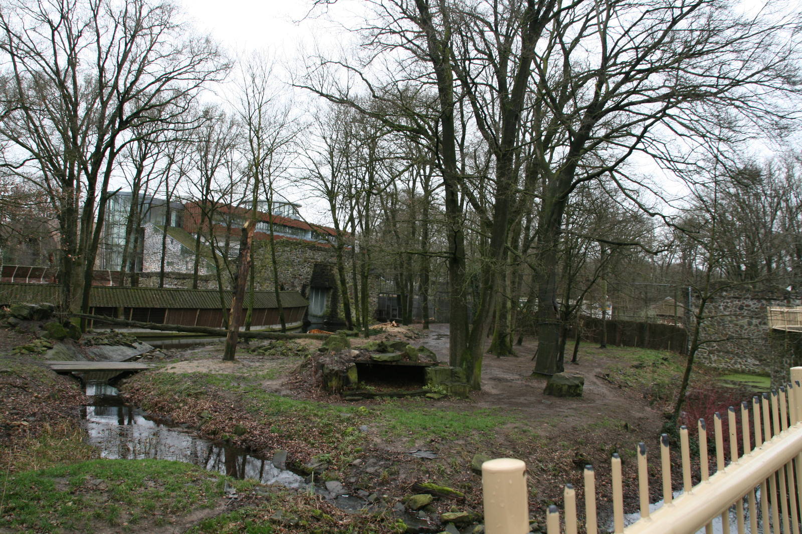 Siberian tiger exhibit