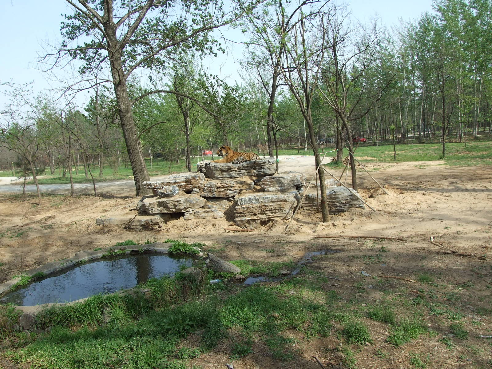 Siberian tiger exhibit