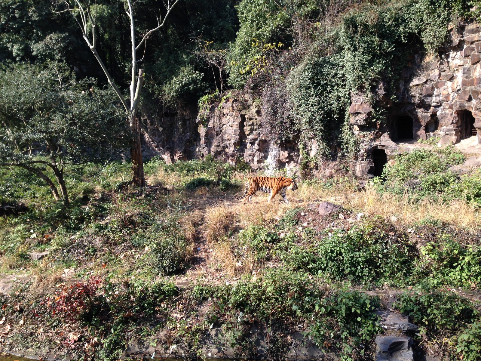 Siberian tiger exhibit
