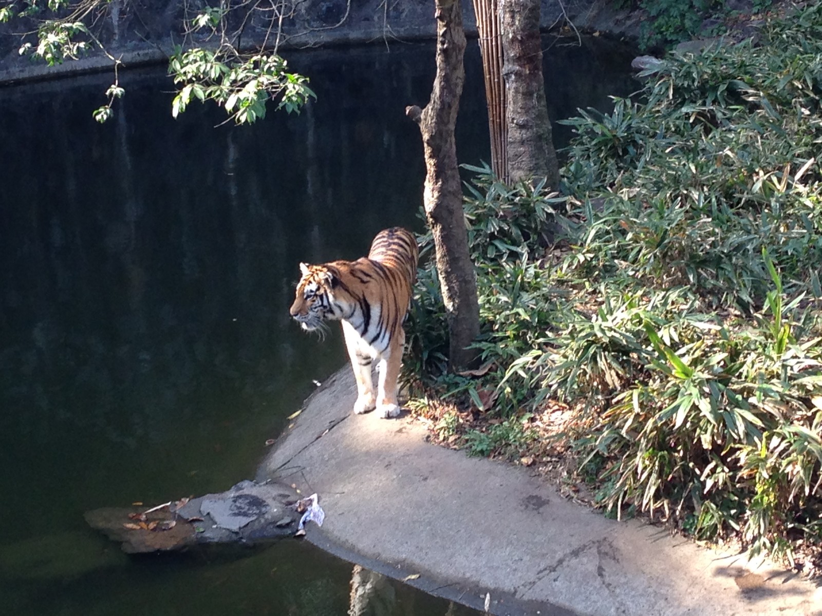 Siberian tiger exhibit