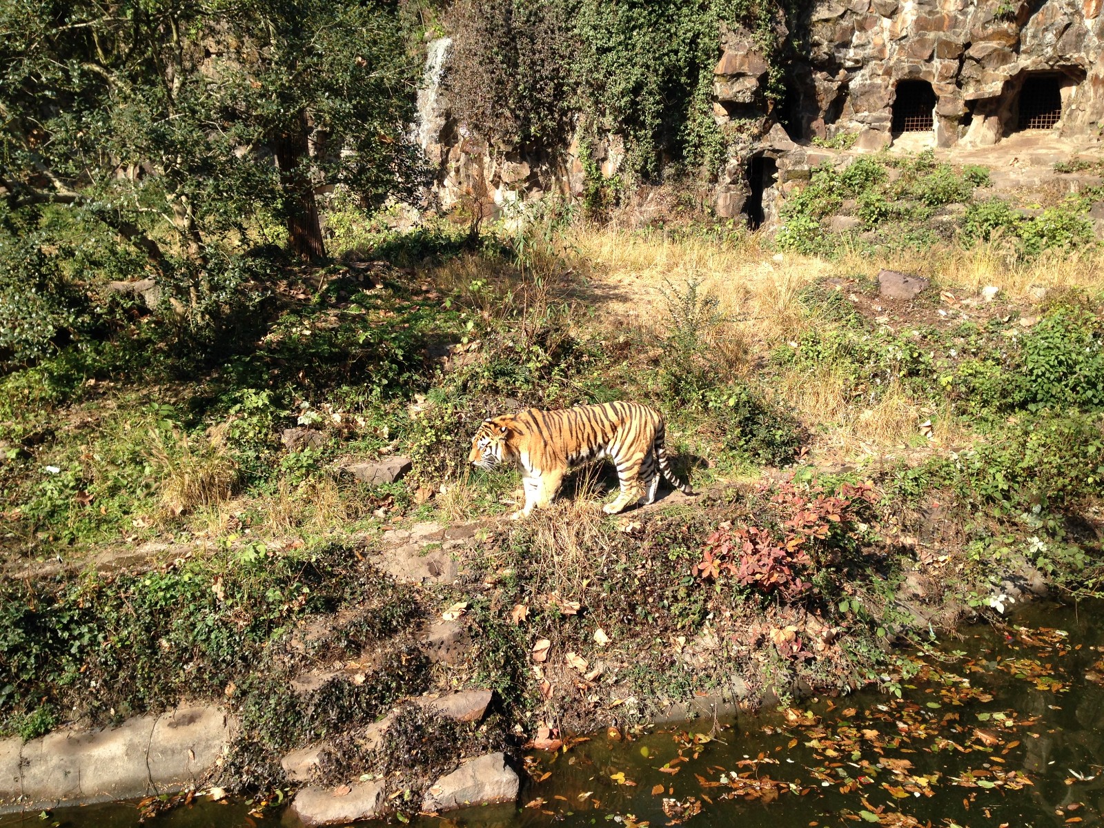 Siberian tiger exhibit