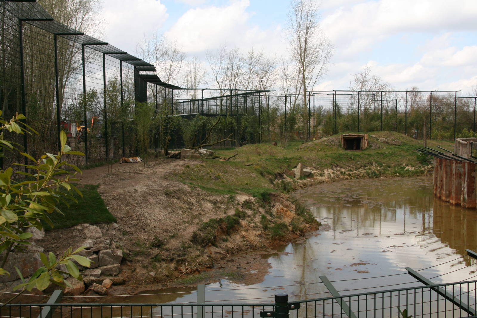 Siberian tiger exhibit