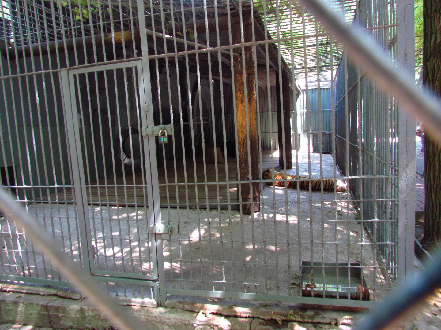 Siberian tiger exhibit