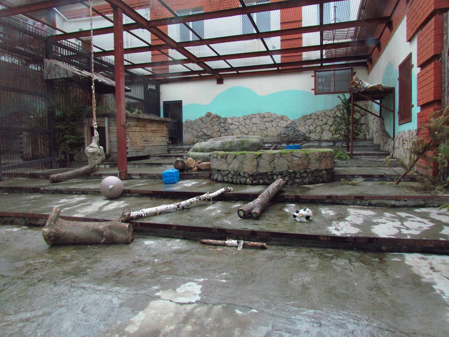 Siberian tiger exhibit