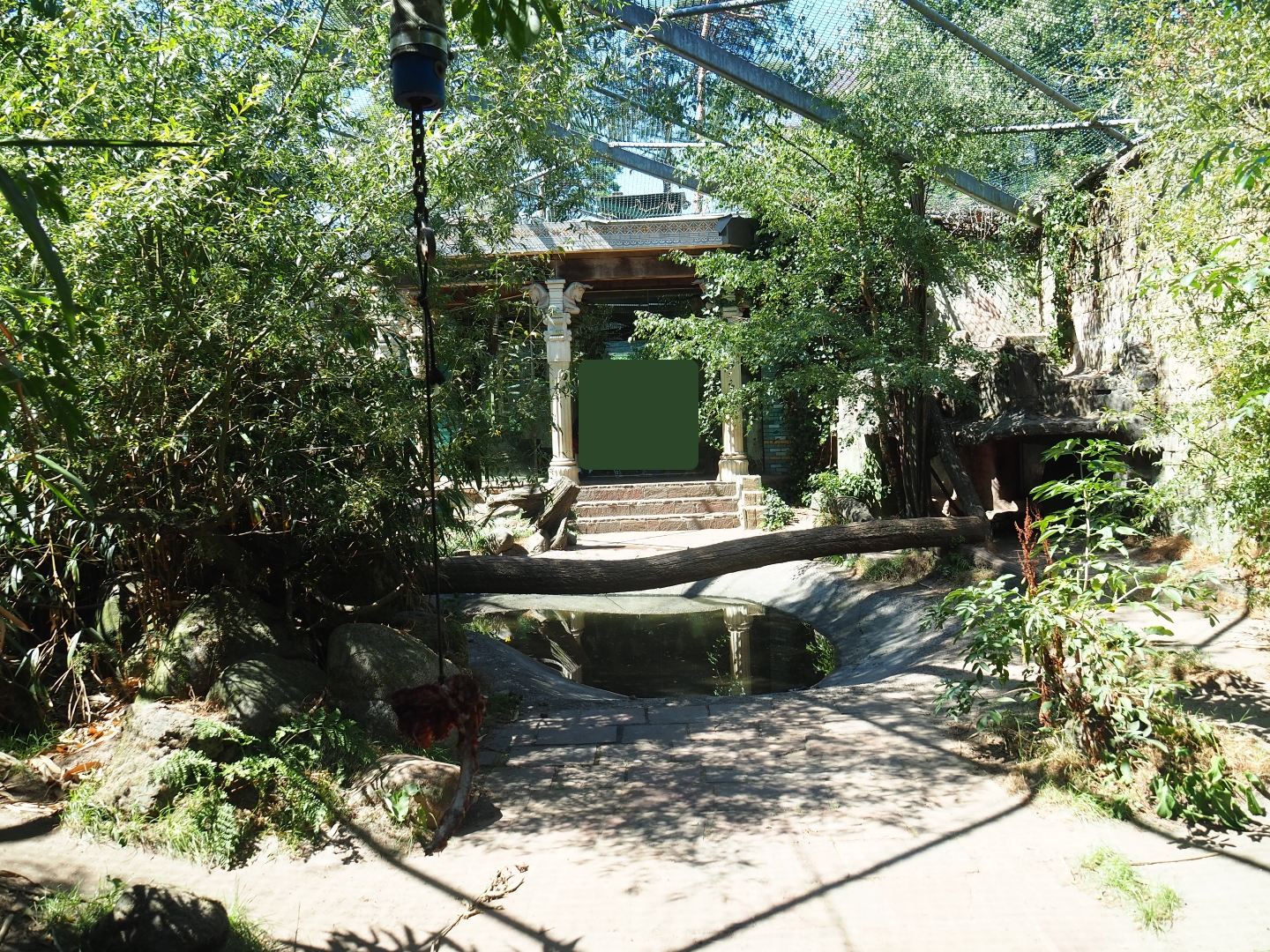Siberian tiger exhibit