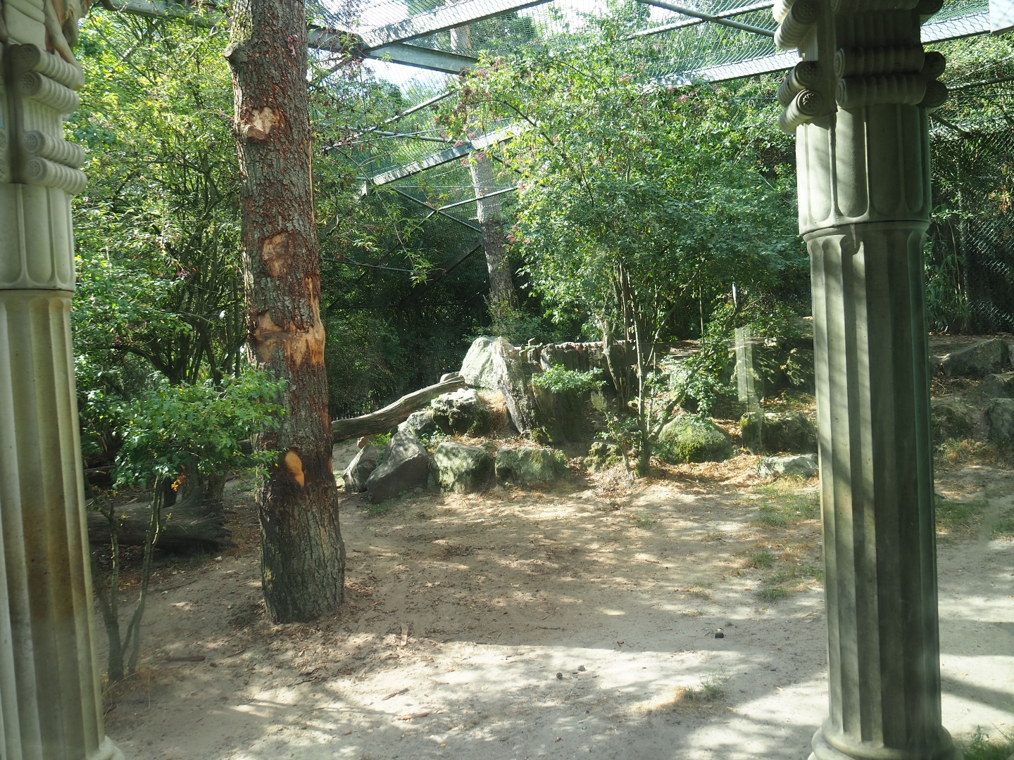Siberian tiger exhibit