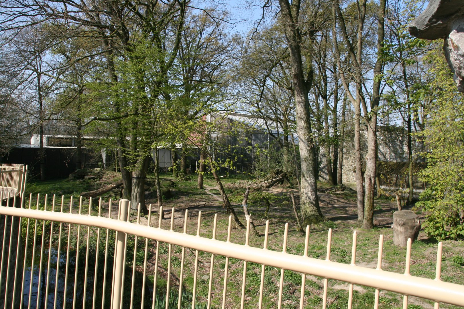 Siberian tiger exhibit