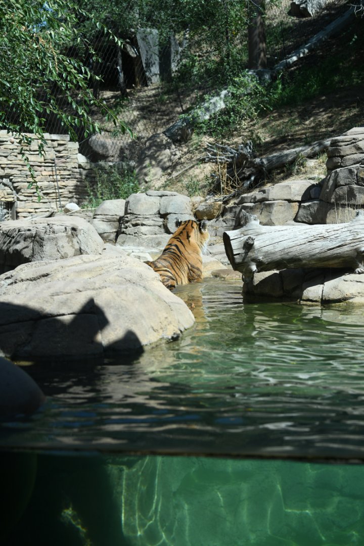 Siberian tiger exhibit