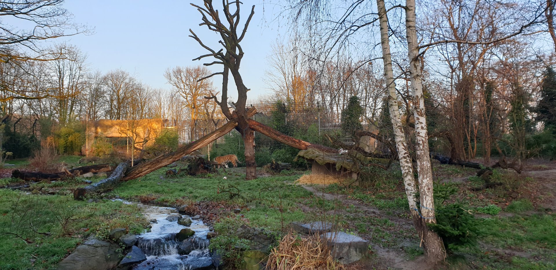 Siberian tiger exhibit