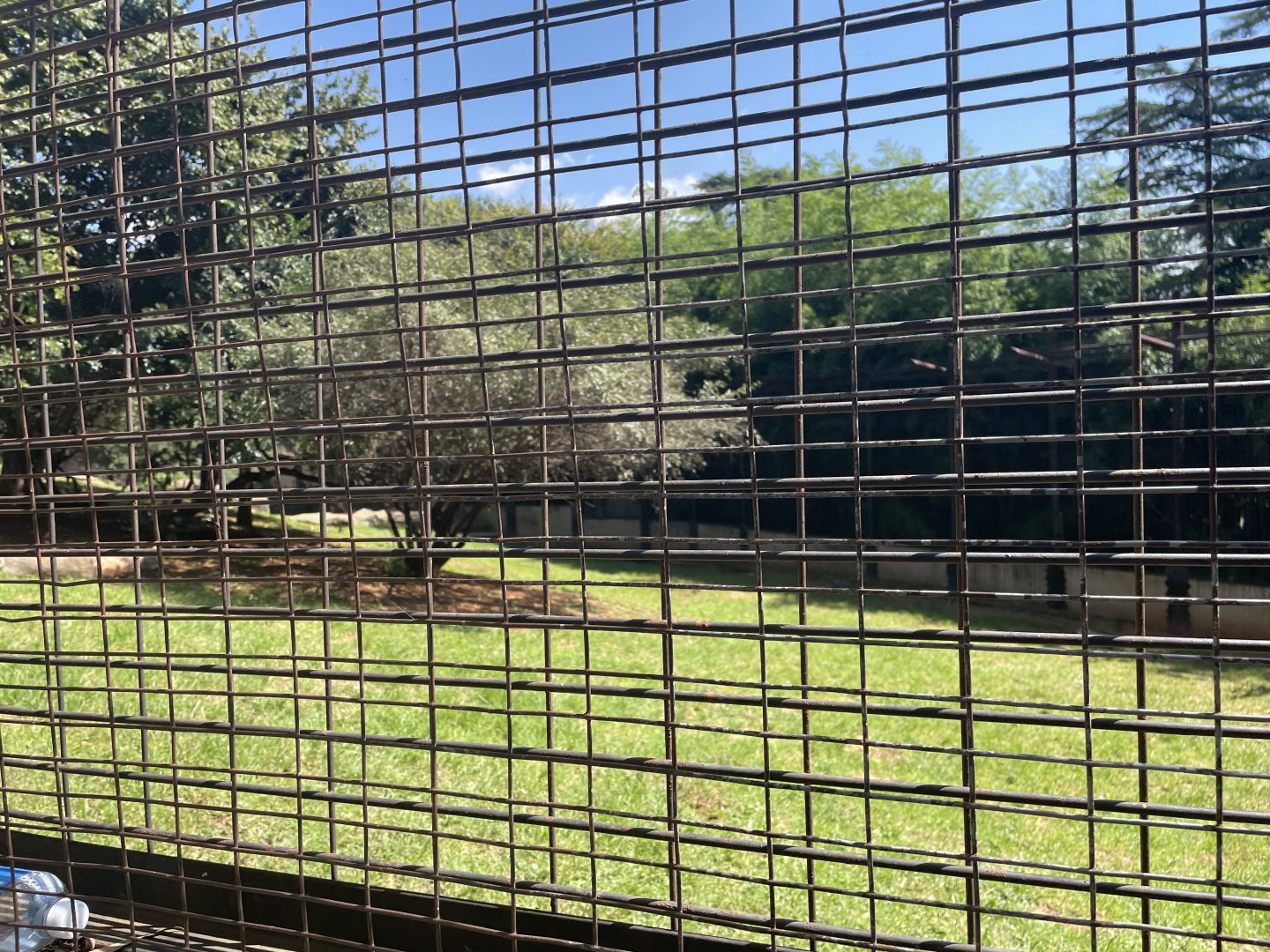 Siberian Tiger Exhibit