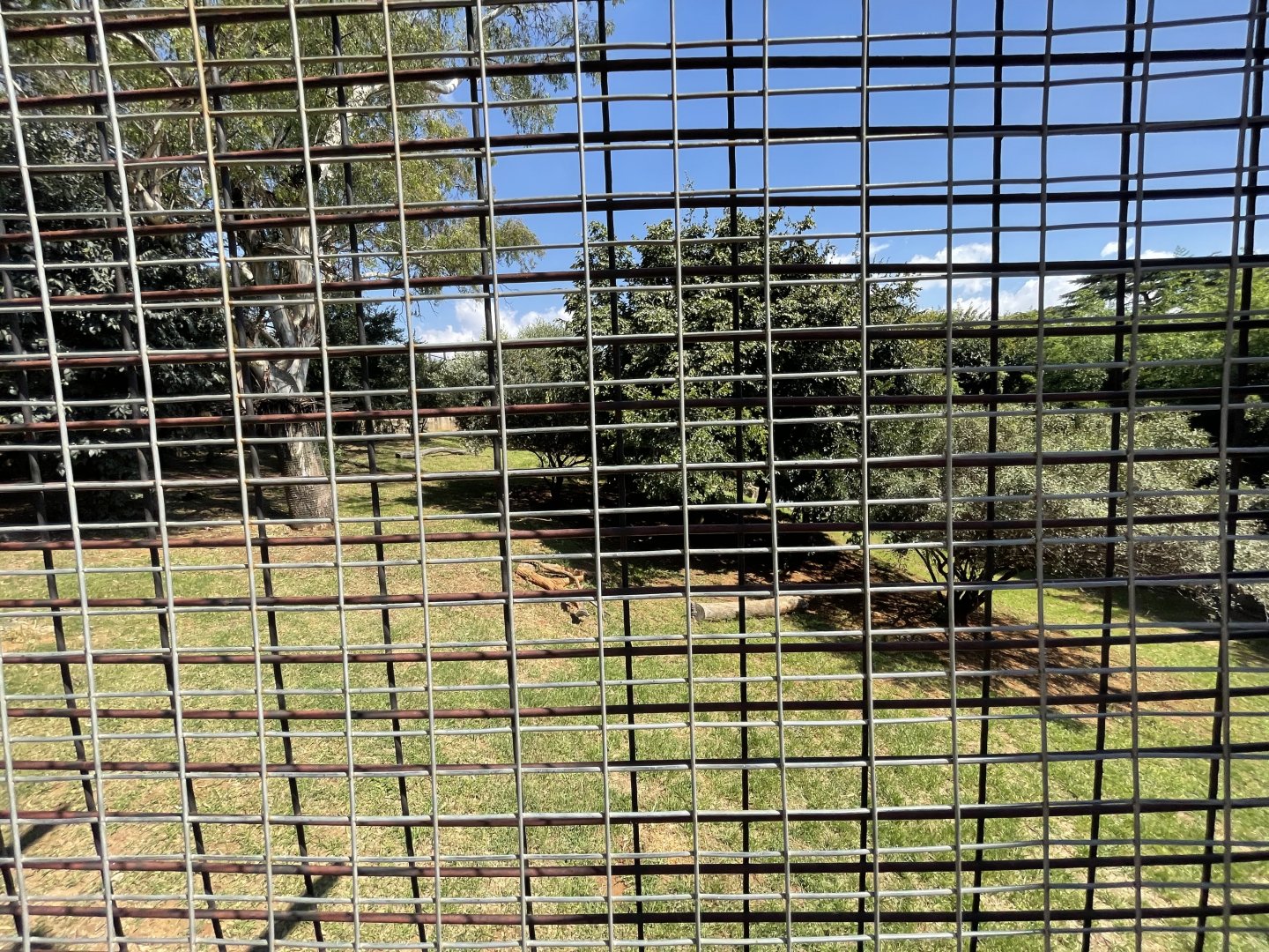 Siberian Tiger Exhibit