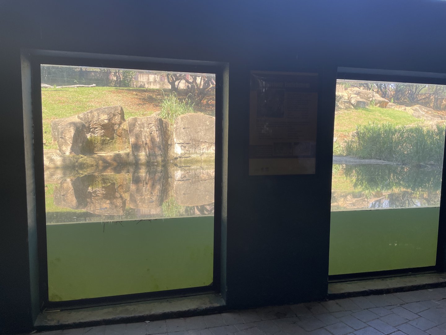 Siberian Tiger Exhibit